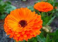 Herbal remedies for warts